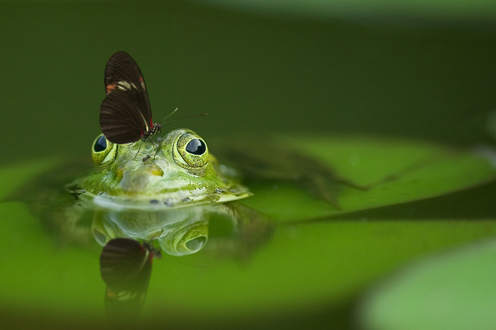 Lets Boil Some Frogs